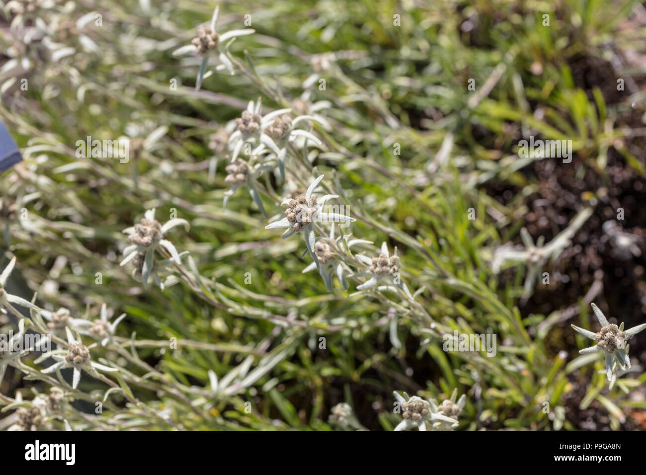 Himalayan Edelweiss, Stjärnedelweiss (Leontopodium himalayanum) Stock Photo