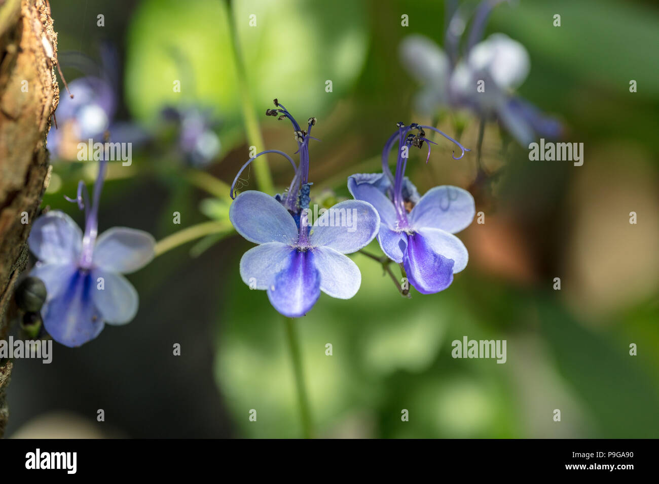 Butterfly Bush, Blåvingeklerodendrum (Rotheca myricoides) Stock Photo