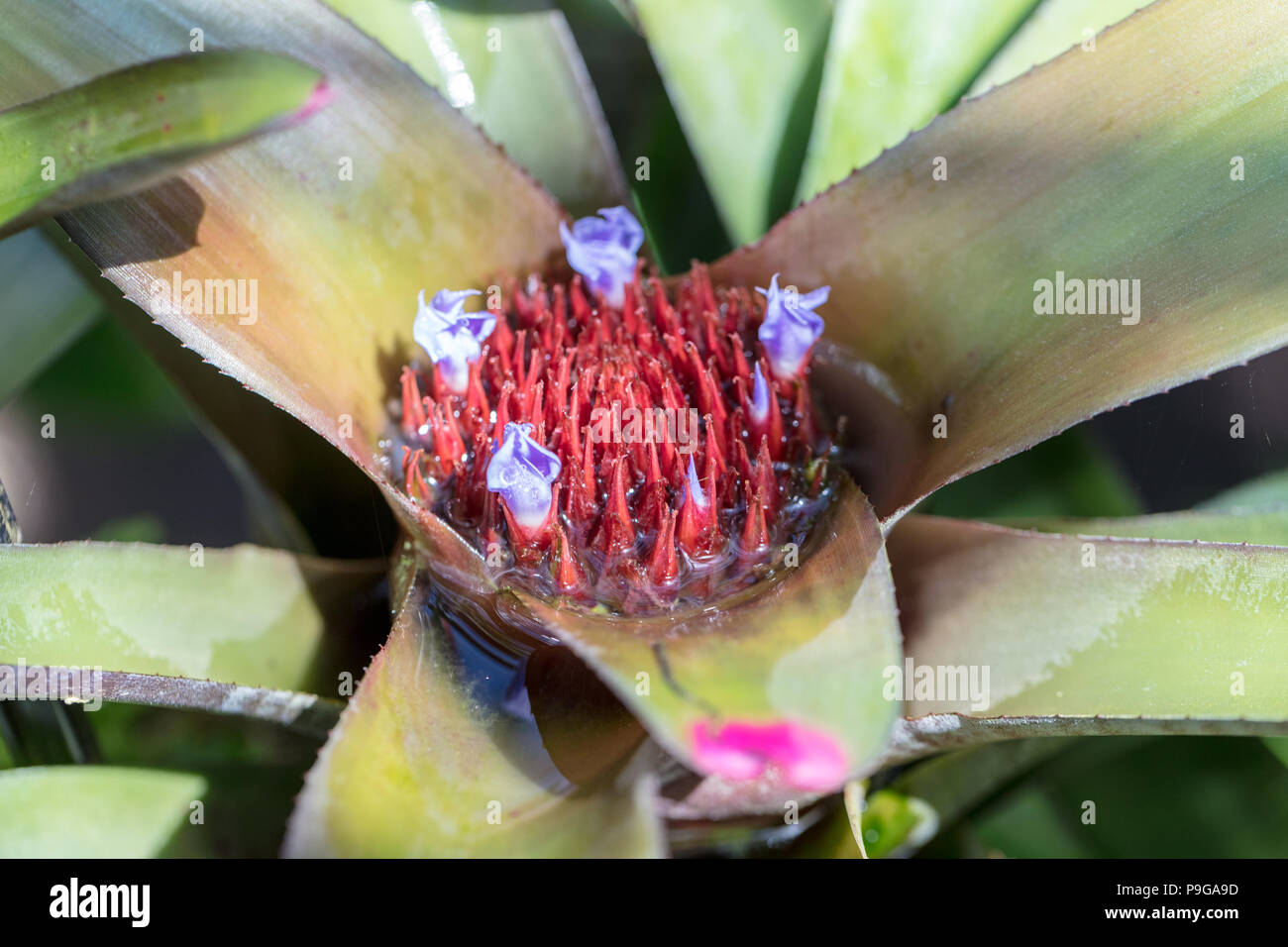 Fingernail plant, Rosennagel (Neoregelia spectabilis) Stock Photo