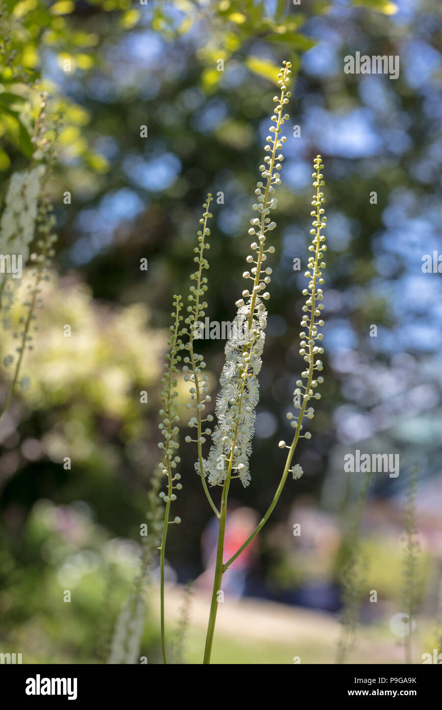 Black cohosh, Läkesilverax (Actaea racemosa) Stock Photo