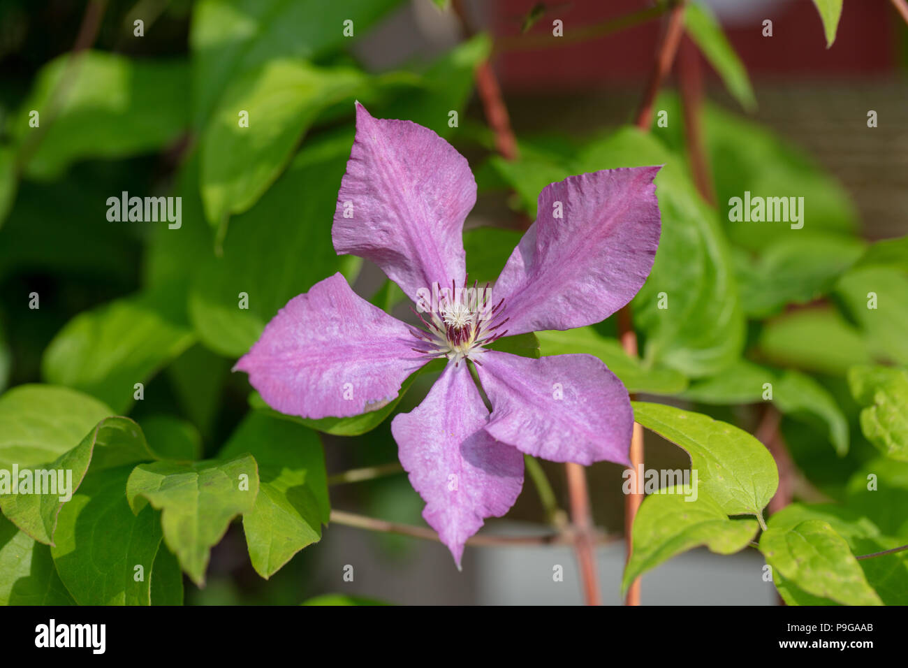 'Margaret Hunt' Late large-flowered group, Sena storblommig gruppen (Clematis) Stock Photo