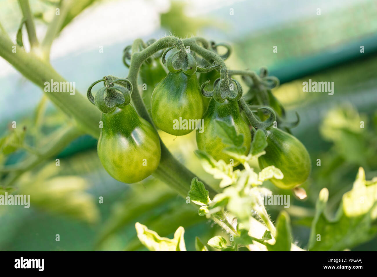 'Red Pear' Tomato, Pärontomat (Solanum lycopersicum) Stock Photo