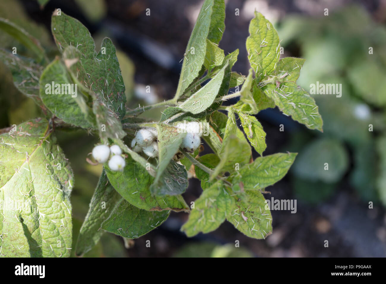 Horse Gentian, Flikfeberrot (Triosteum pinnatifidum) Stock Photo