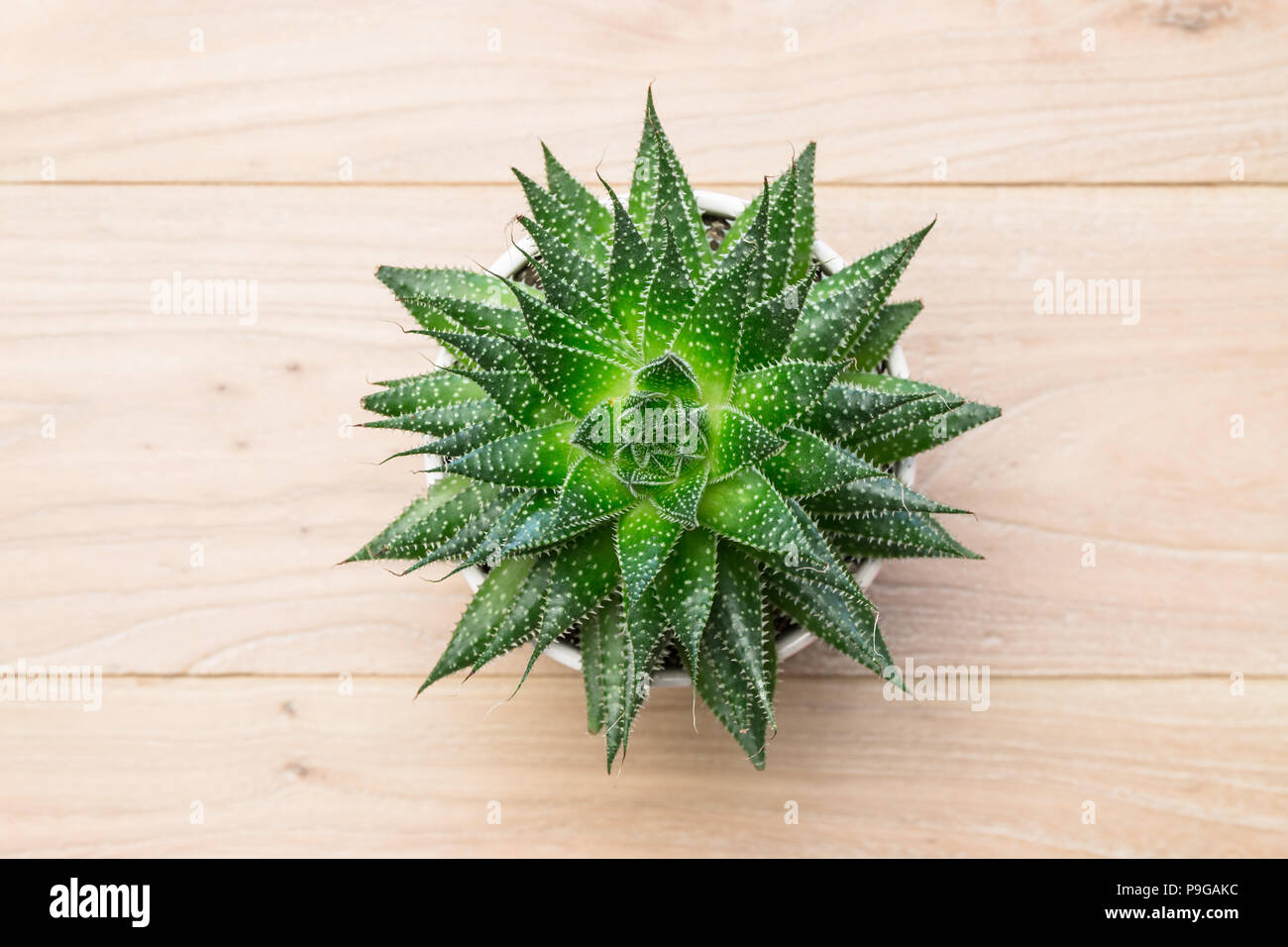 Potted aloe vera on the table Stock Photo