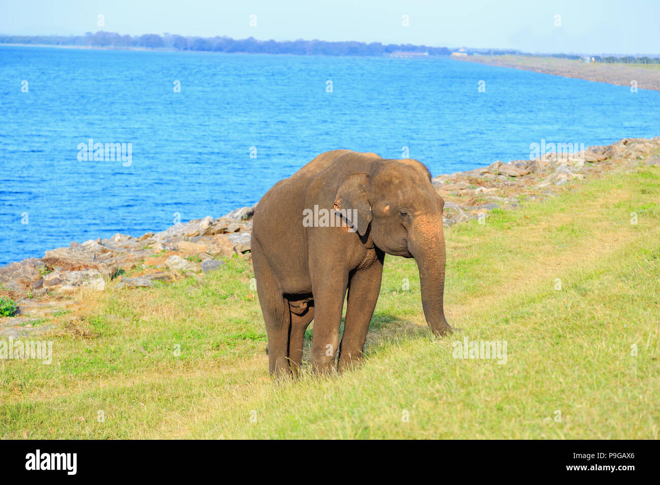 elephant stands near the ocean Stock Photo Alamy