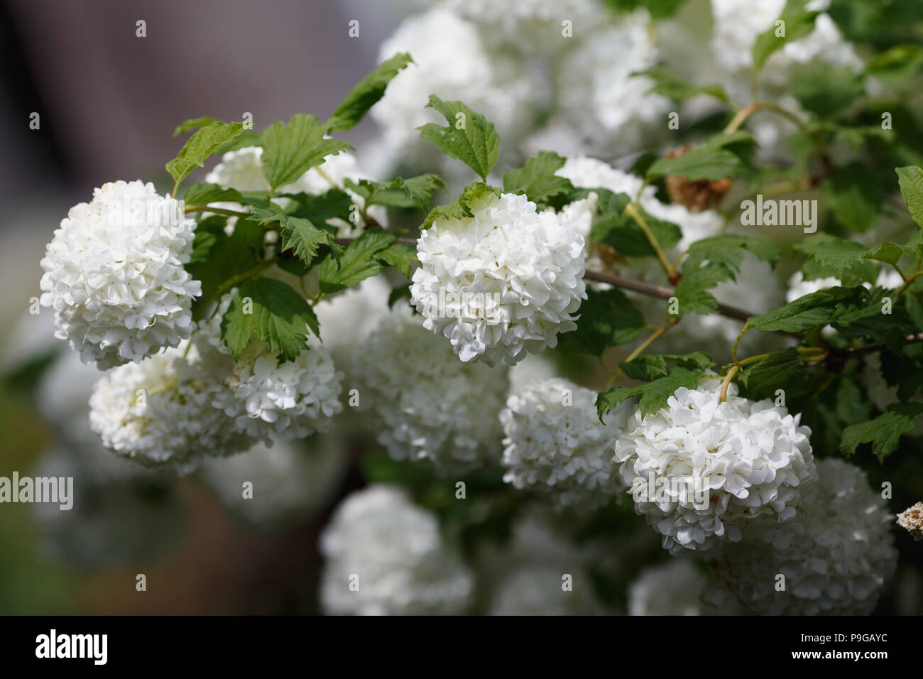 Viburnum opulus Sterilis or guelder-rose on blured background Stock Photo