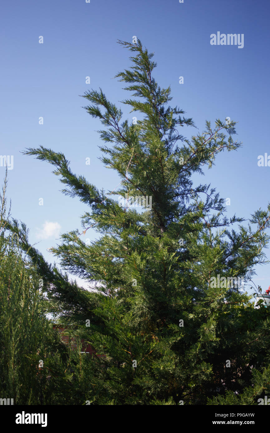 green fluffy juniper on blue sky background in the park Stock Photo