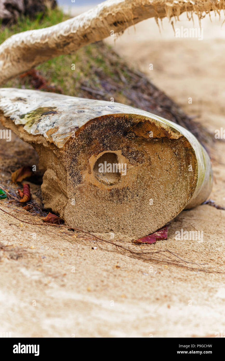 heart carved in tree  on the sandy beach. Engraved heart. Symbol of love on the tree. Love romantic concept Stock Photo