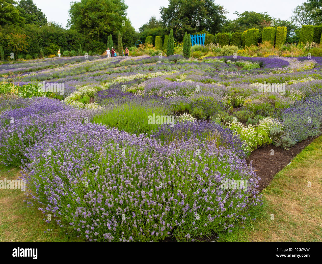 A family group admire rows of multi coloured Lavender plants in full