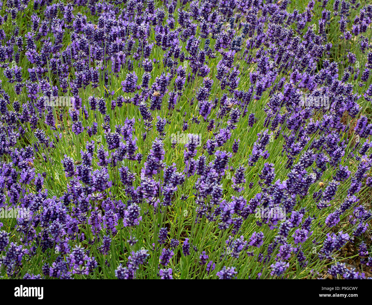 Lavender plants variety Hidcote in full bloom at Yorkshire Lavender