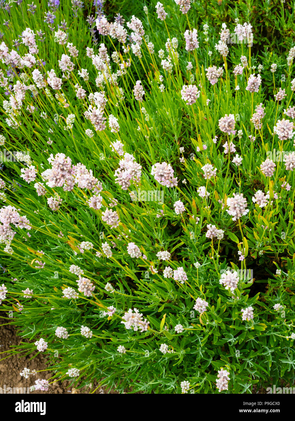 Lavender plants variety Hidcote Pink in full bloom at Yorkshire