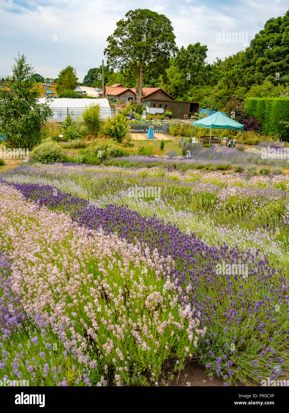 Cafe And Shop At Yorkshire Lavender Terrington York Uk Stock Photo Alamy