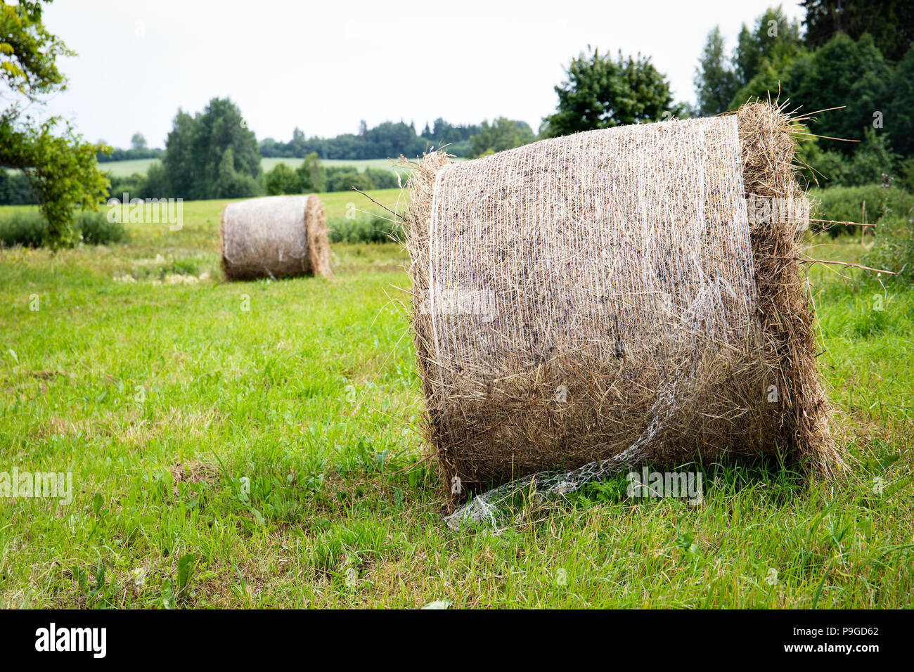 Round bales of hay in a field at a sunny blue sky day Stock Photo - Alamy