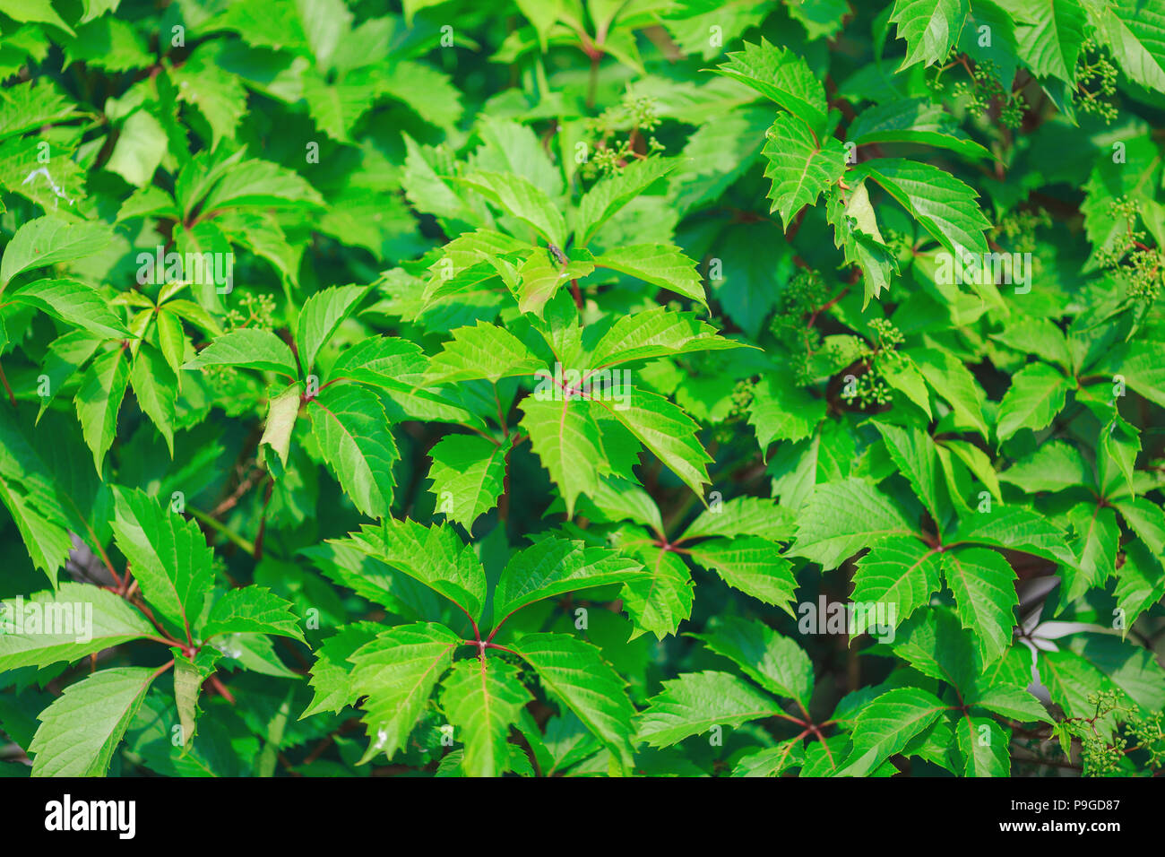 green background of grape leaves, natural pattern Stock Photo - Alamy