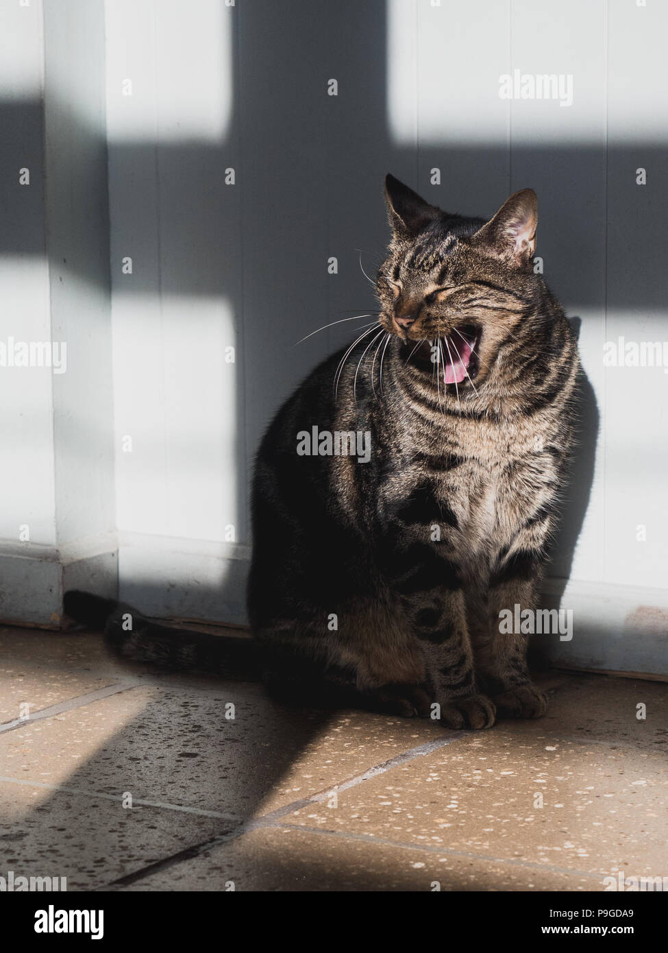 Cat yawning in window light shadow, mouth wide open Stock Photo