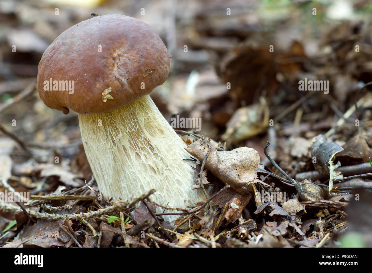 white mushroom on the forest floor Stock Photo
