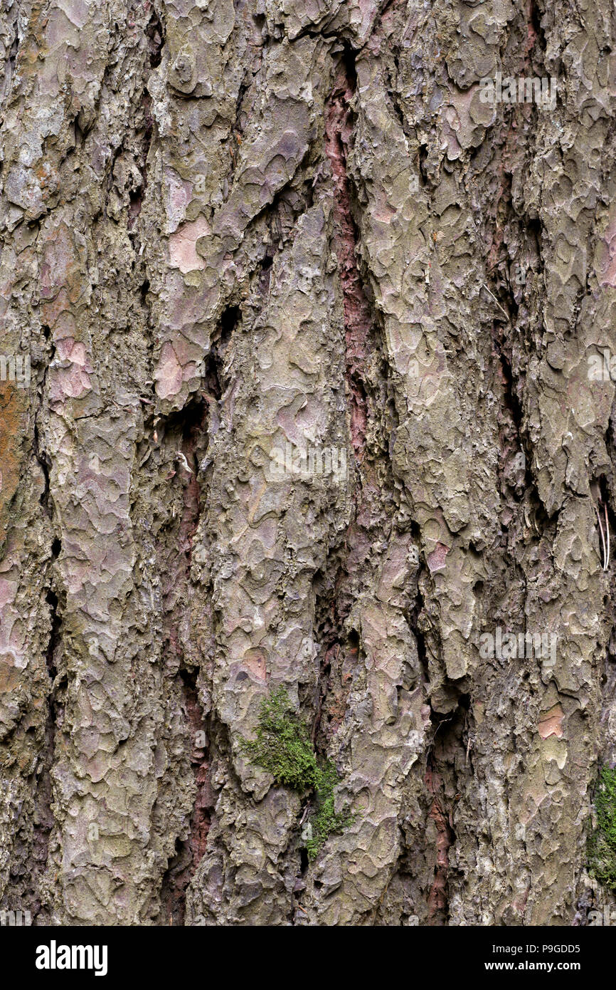 tree, bark, nature, textured, wood Stock Photo