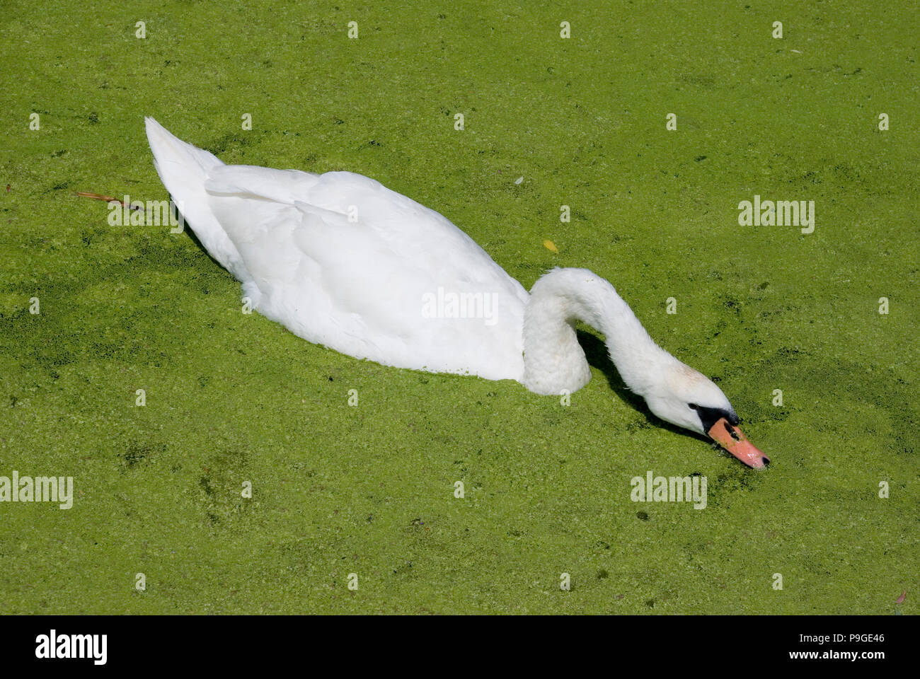 Mute Swan Feeding Stock Photo