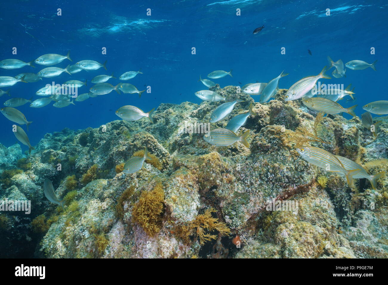 A school of fish (dreamfish Sarpa salpa) with rock underwater in the Mediterranean sea, Cabo de Gata-Níjar natural park, Almeria, Andalusia, Spain Stock Photo