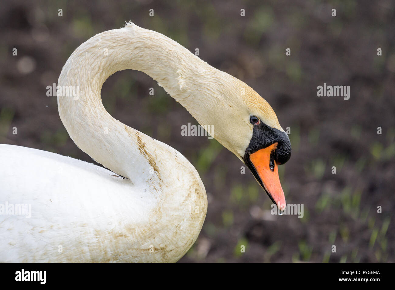 Portrait of a mute swan (sygnus olor).The swan has  just left the water and waterdrops are still visible on the feathers and beak. Stock Photo