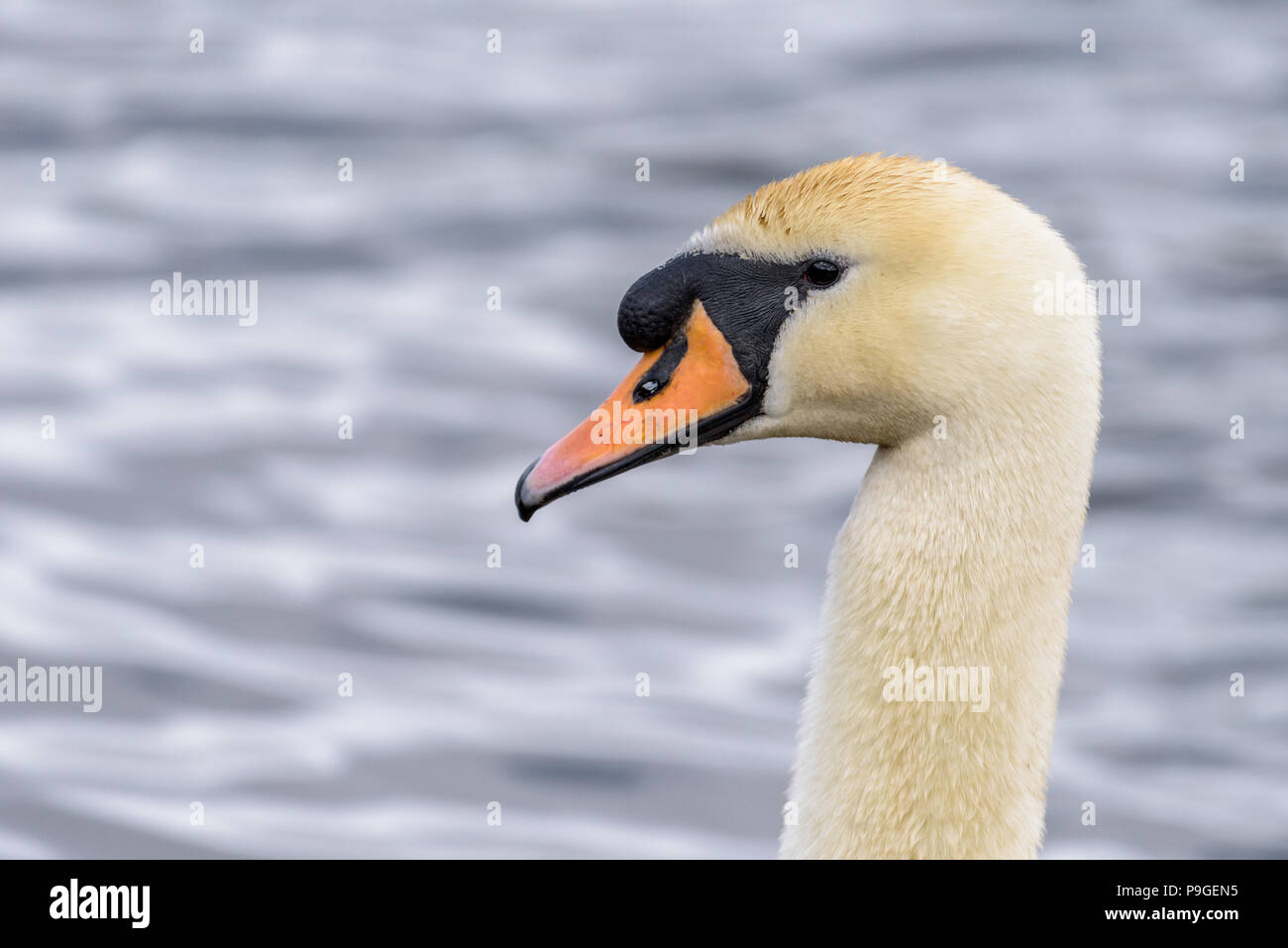 Portrait of a mute swan  (sygnus olor) isolated against water in the background. Stock Photo