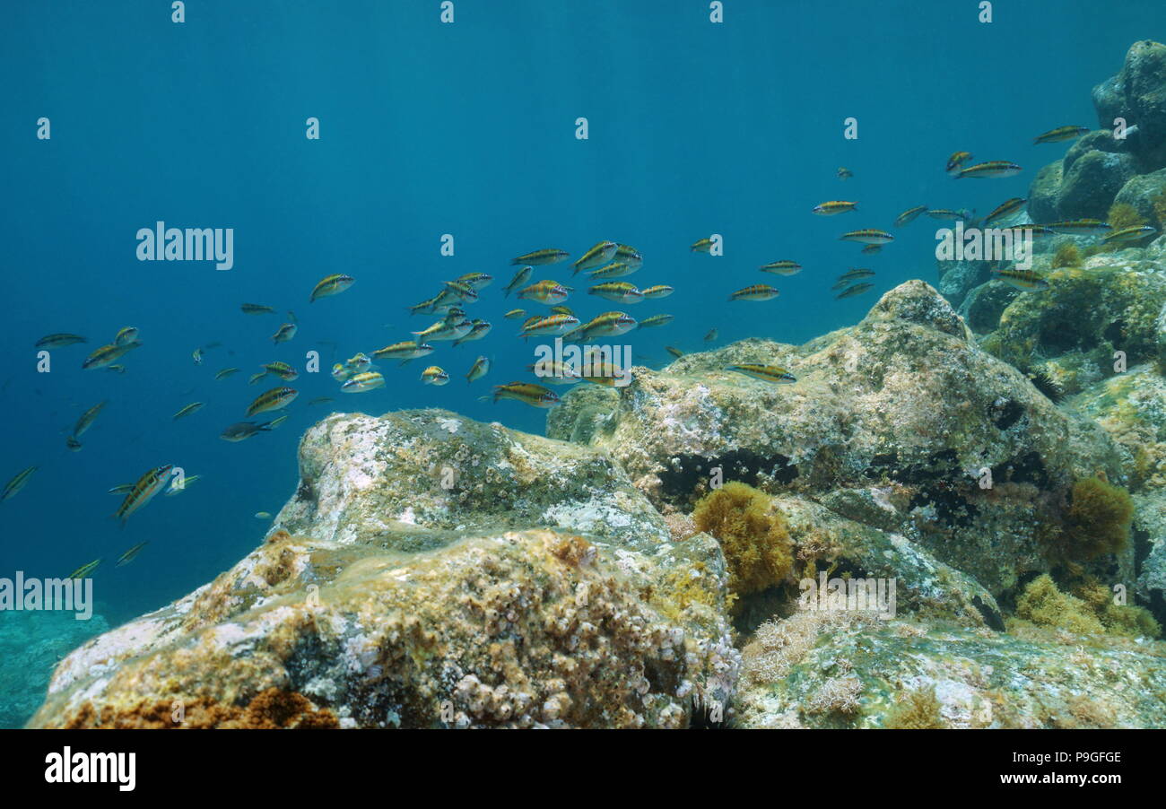 A shoal of fish, ornate wrasse, Thalassoma pavo, with rock underwater in the Mediterranean sea, Cabo de Gata-Níjar natural park, Spain Stock Photo