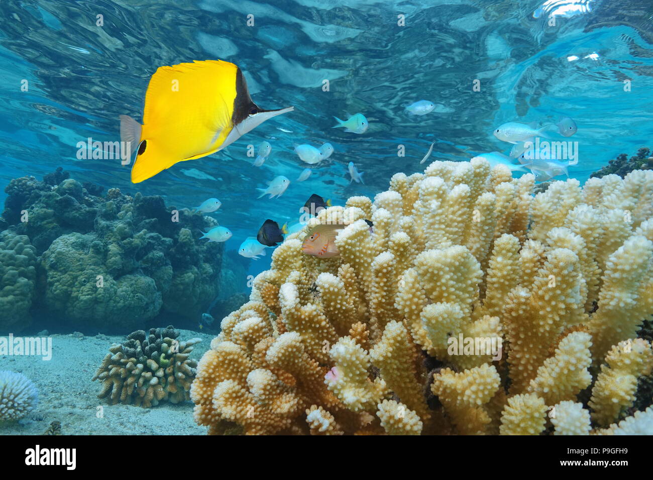 Tropical fishes with cauliflower coral underwater, Pacific ocean, Polynesia, Cook islands Stock Photo