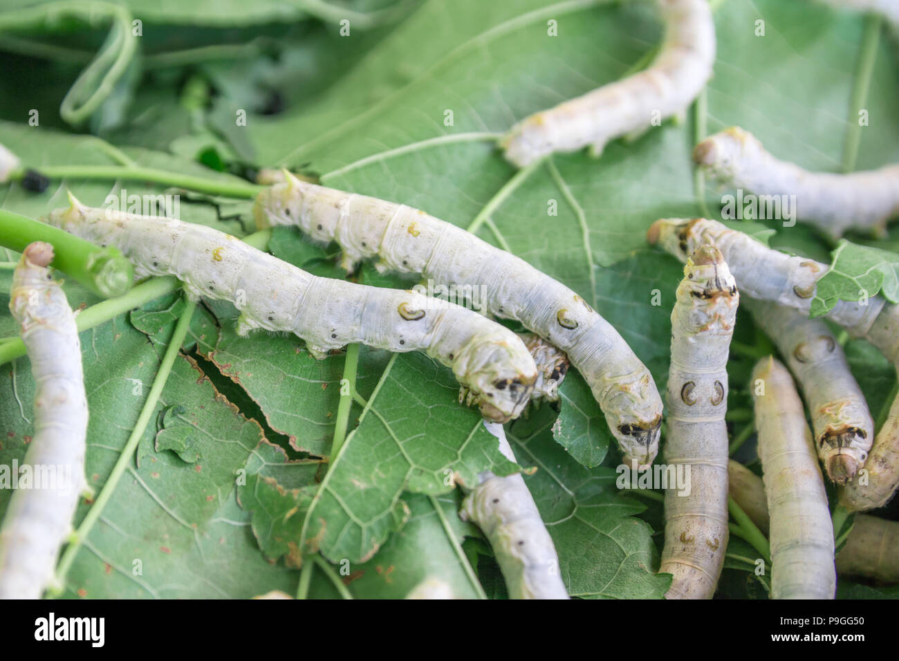 Mulberry silkworm moth hires stock photography and images Alamy