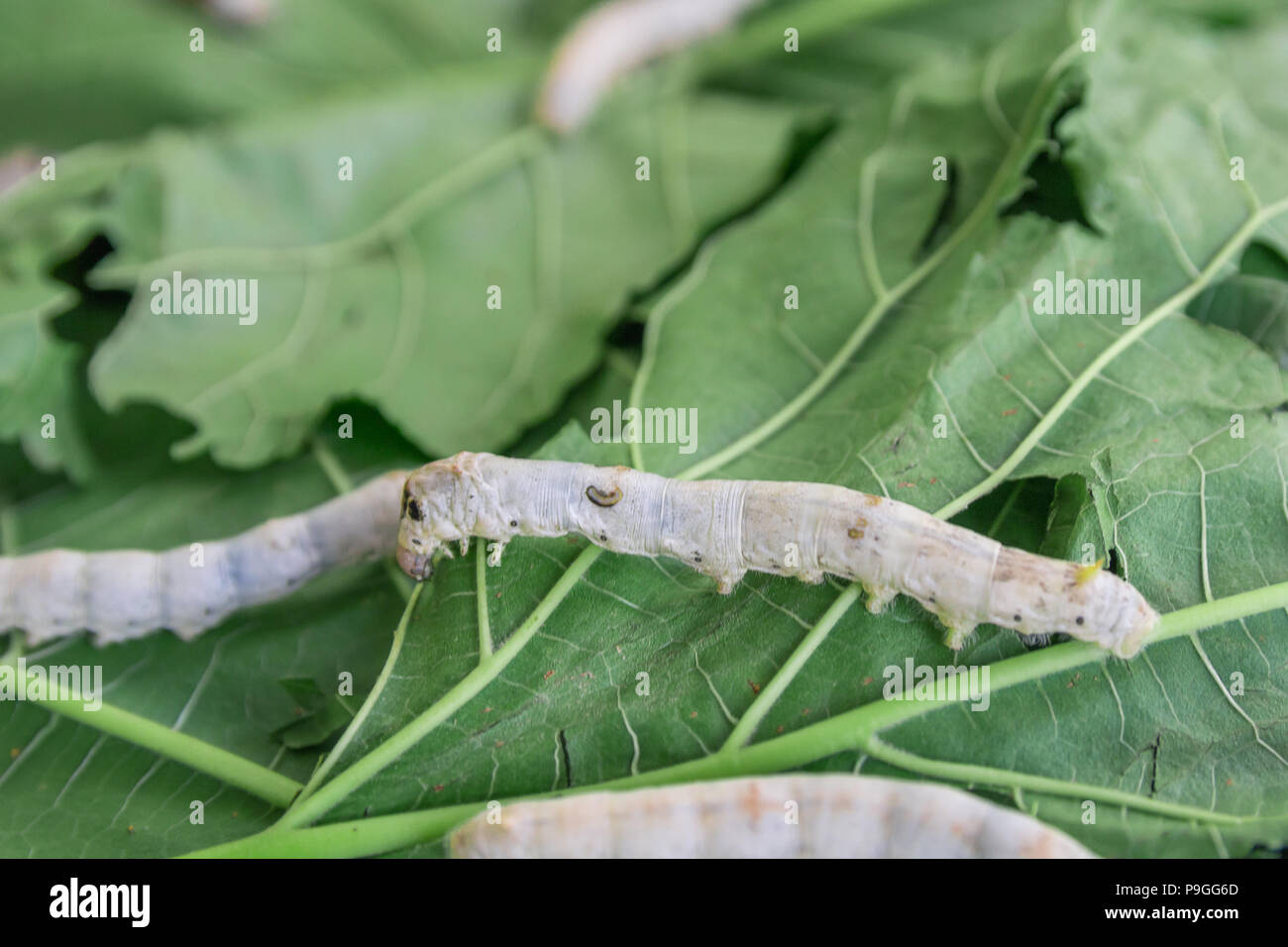 Mulberry Silkworm Moth Stock Photos & Mulberry Silkworm Moth Stock