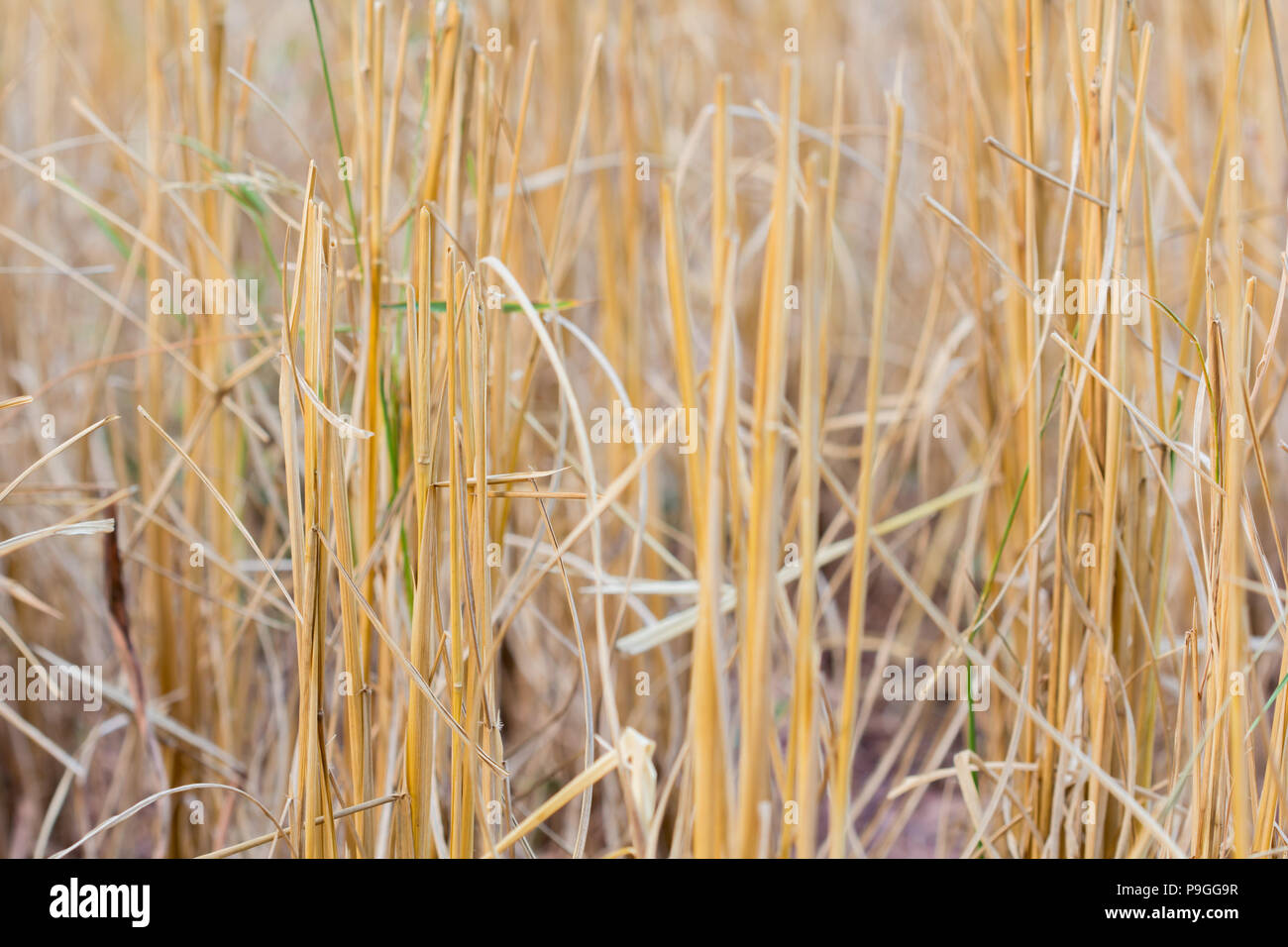 straw bales harvest on stubble field background Stock Photo - Alamy