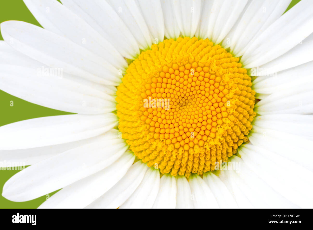 Chamomile image hi-res stock photography and images - Alamy