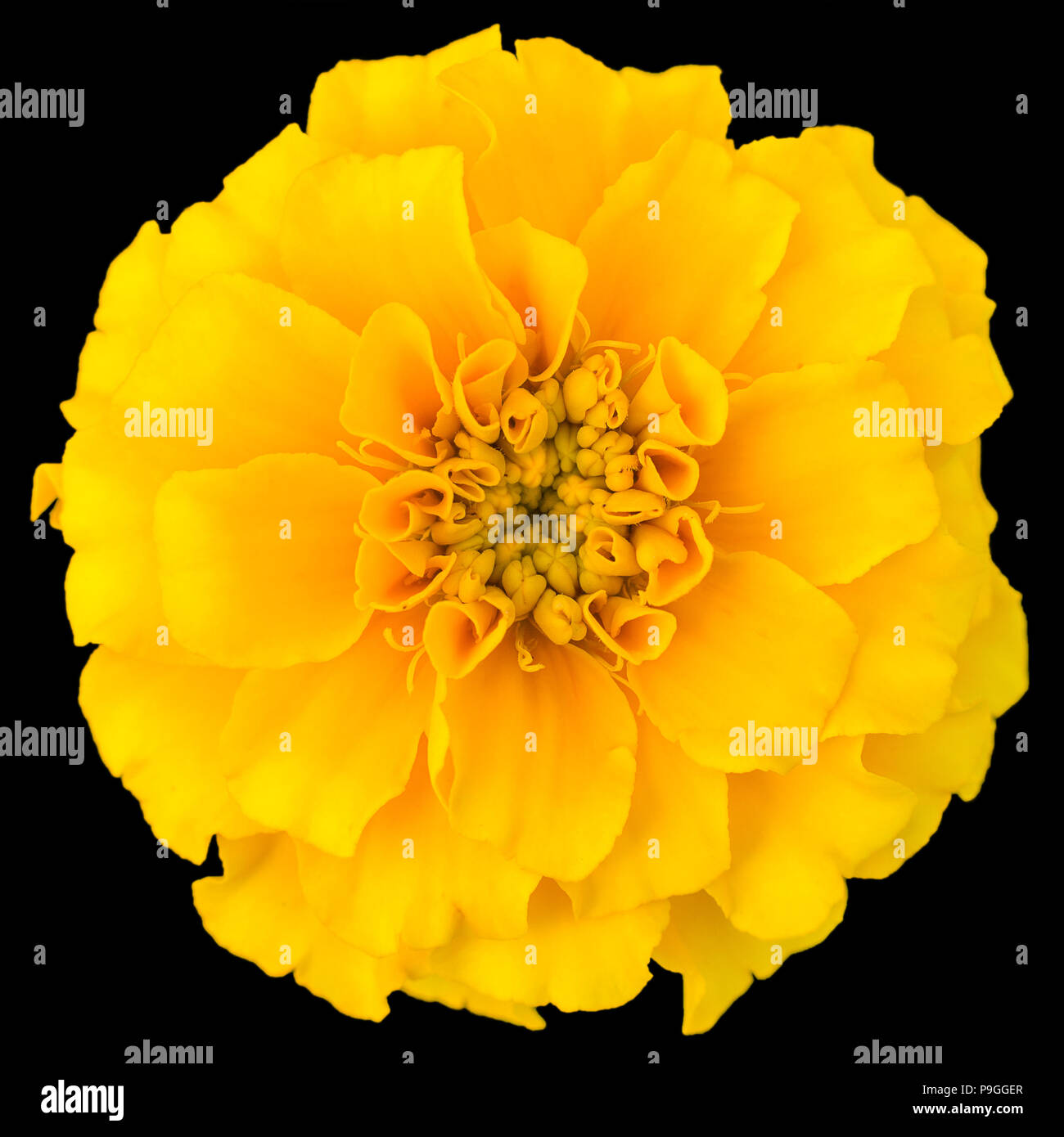 tagetes, flowers, objects, isolated Stock Photo