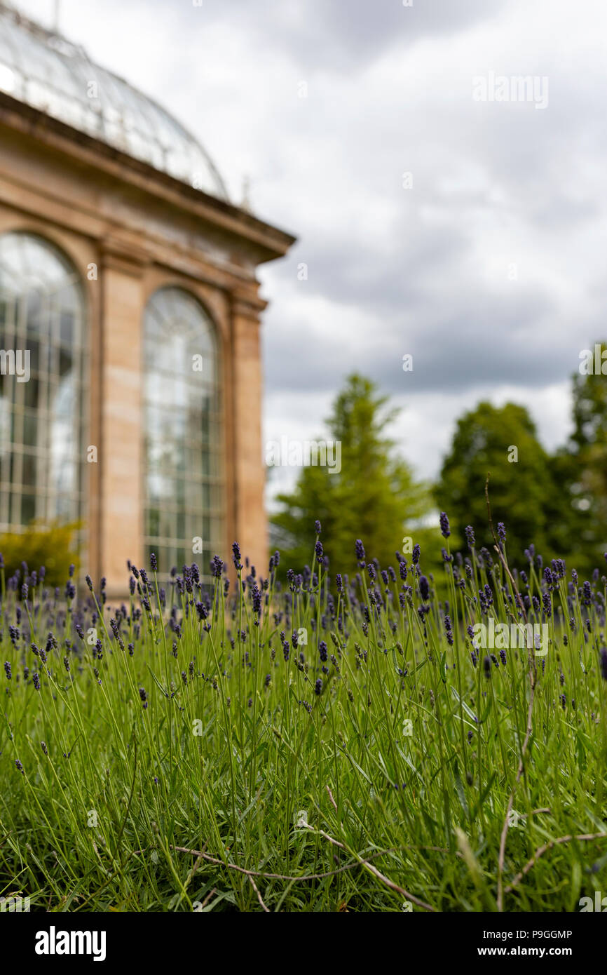 Lavender at Edinburgh Royal Botanic Gardens Stock Photo