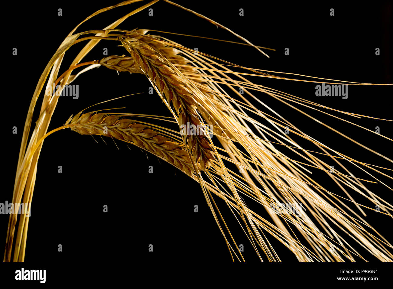 Barleycorns hires stock photography and images Alamy