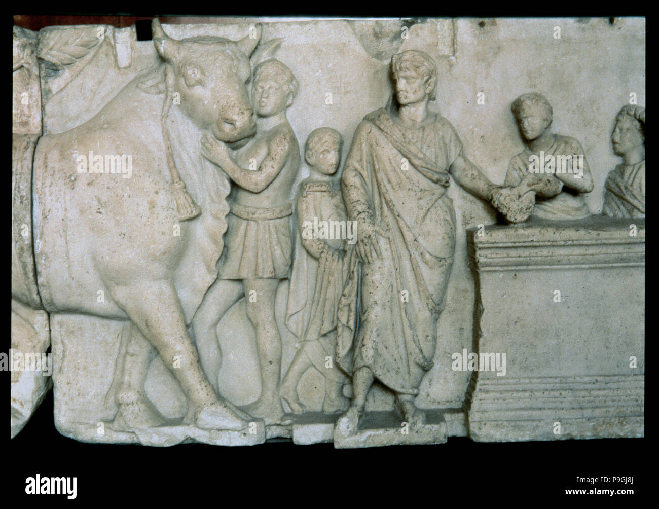 Scene of the sacrifice of a bull to the god Mars, relief on the altar of Domitius Aenobarbus. Stock Photo