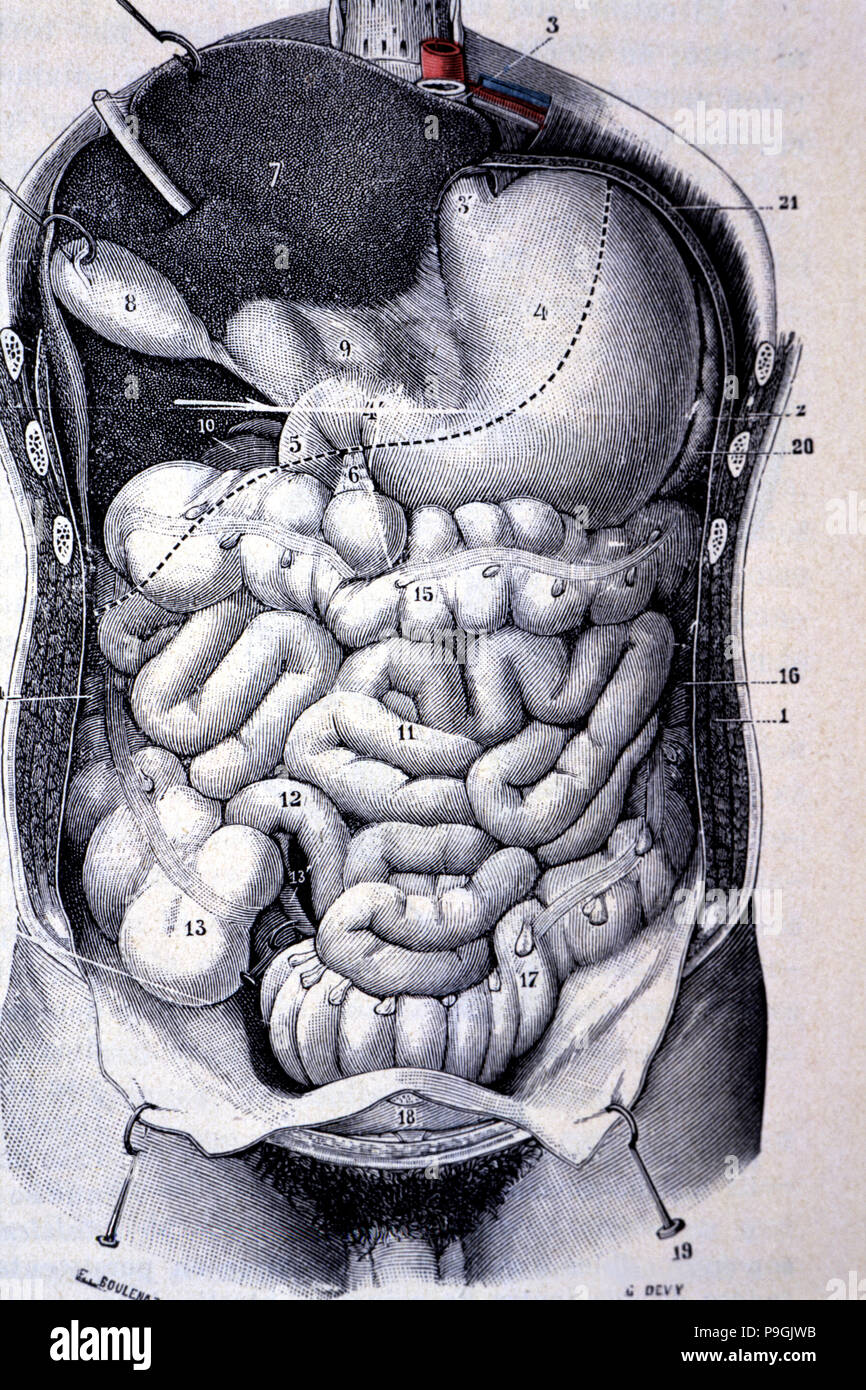 Segments of the colon seen together after resection of the anterior wall of the abdomen and thorax. Stock Photo