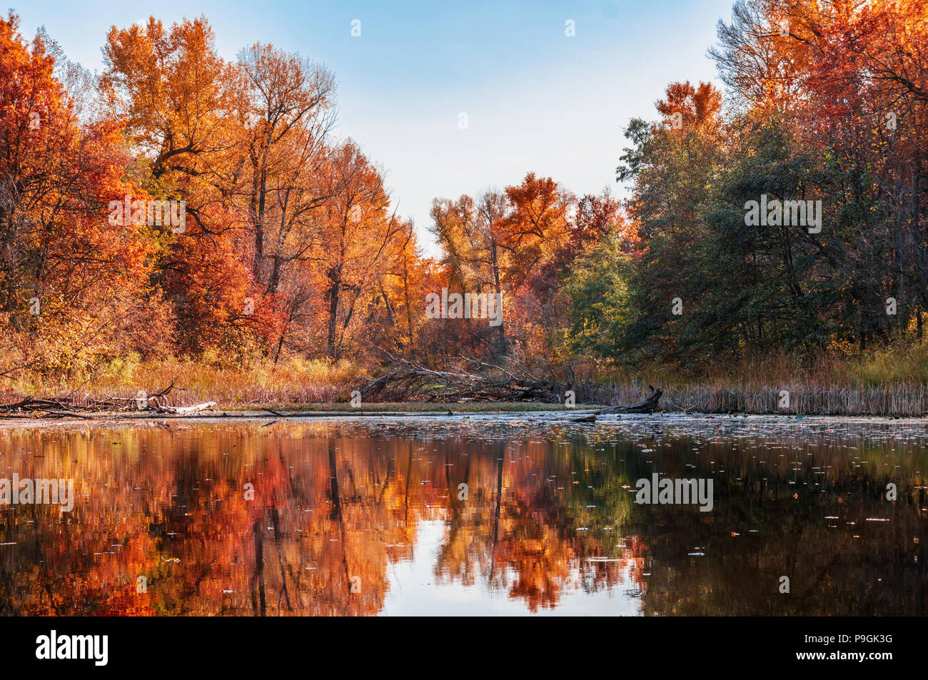 The lake in the autumn forest Stock Photo - Alamy