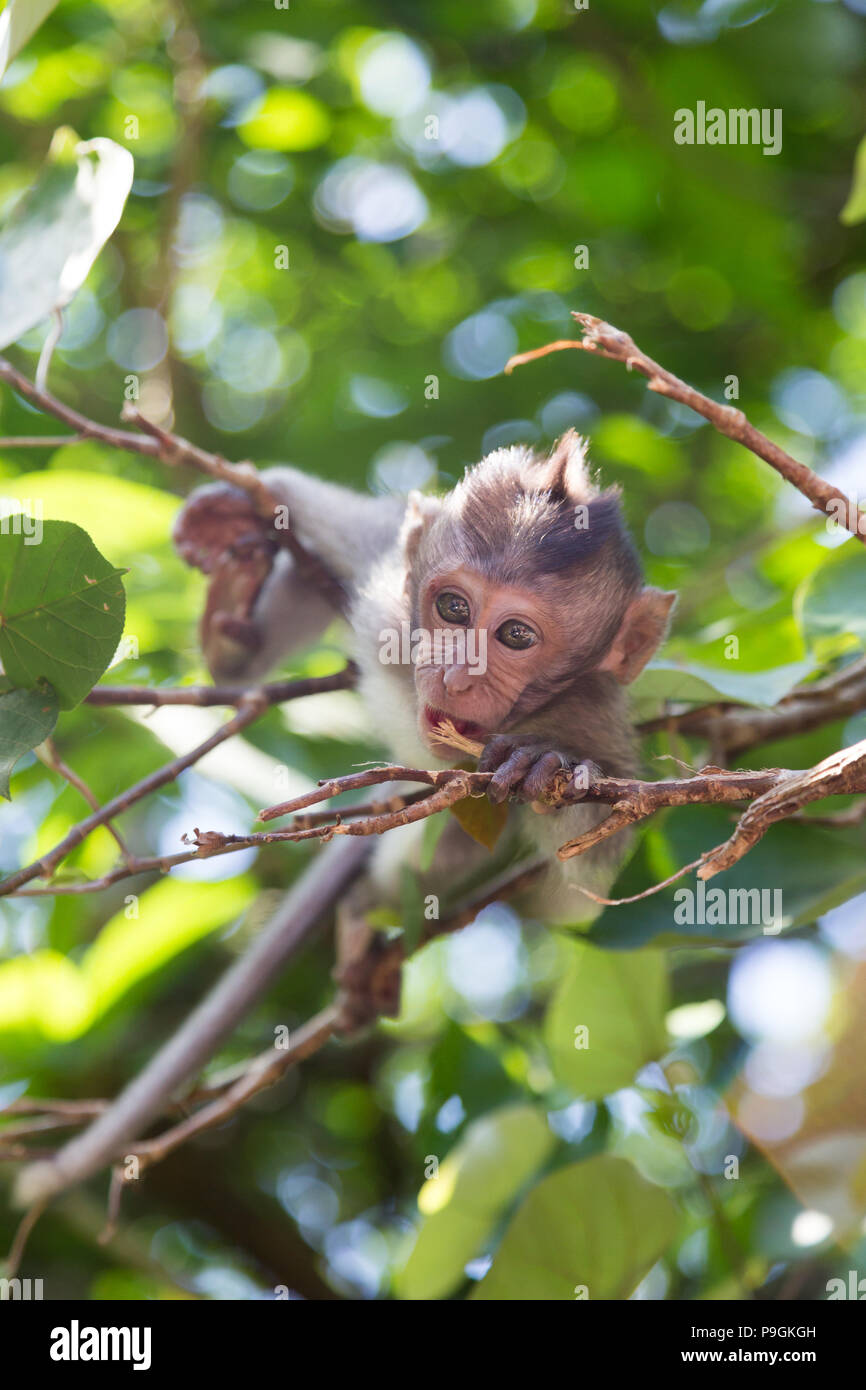Baby monkey sacred forest hi-res stock photography and images - Alamy