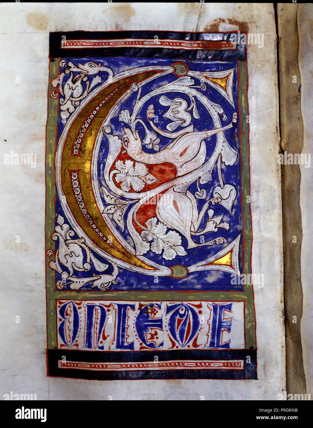 Drop cap 'C' illuminated with a quadruped and floral motifs in the 'Sacramentary of San Juan de l… Stock Photo