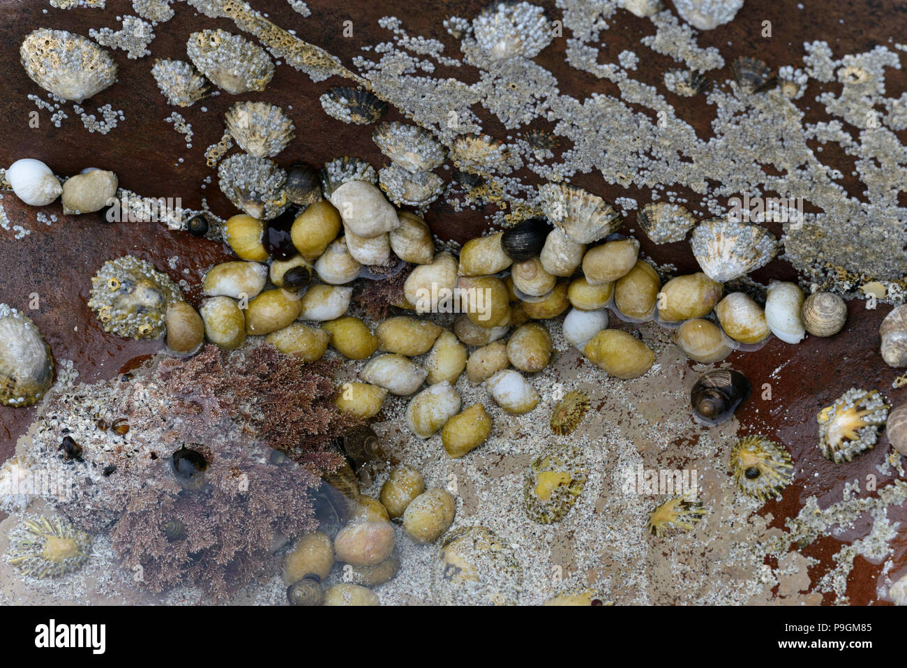 Seashells, Common Limpet (Patella vulgata), Common Periwinkle (Littorina littorea), Montagu's Stellate Barnacle (Chthamalus montagui) Stock Photo