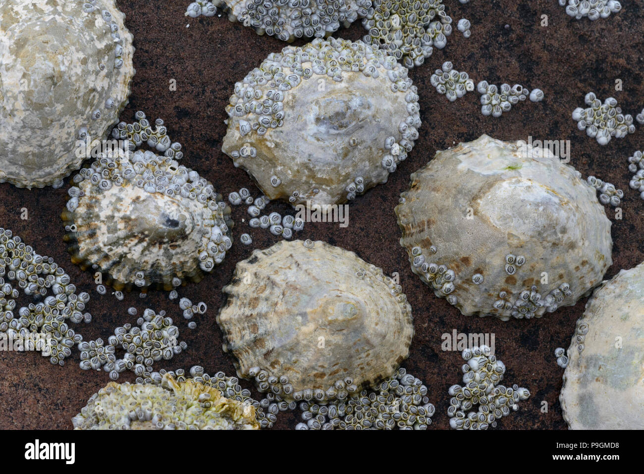 Seashells, Common Limpet (Patella vulgata), Montagu's Stellate Barnacle (Chthamalus montagui) and Acorn Barnacle Stock Photo