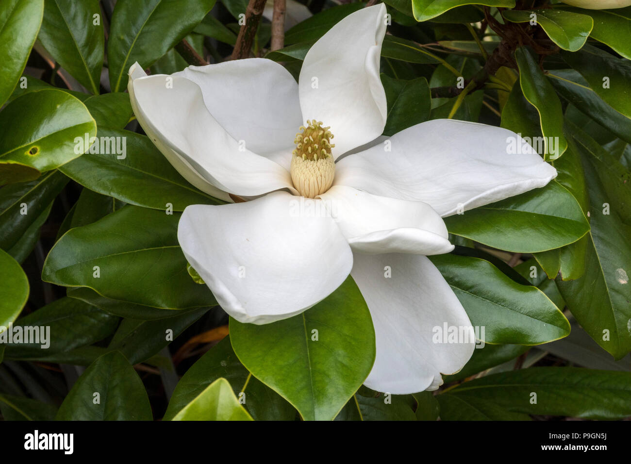 Enormous flower of a magnolia grandiflora Edith Bogue Stock Photo