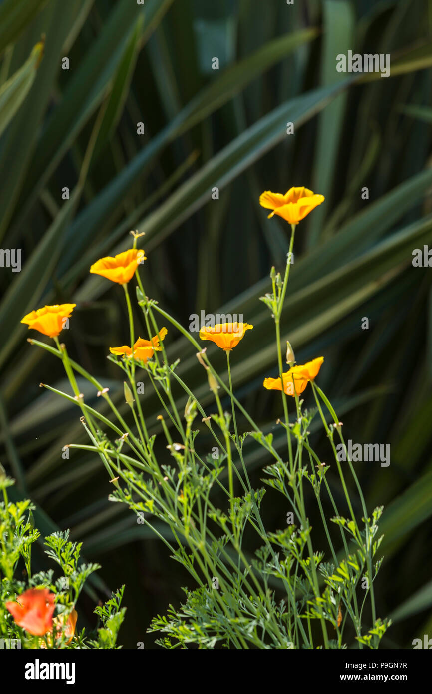 Californian poppy Mission Bells, california, Eschscholzia californica, planted in front of phormium tenax variegata Stock Photo