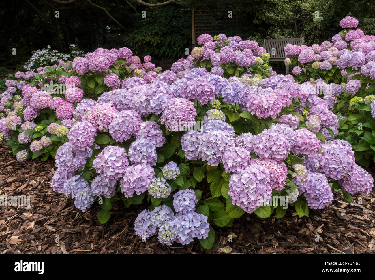 Mophead hydrangea blue flowers hires stock photography and images Alamy