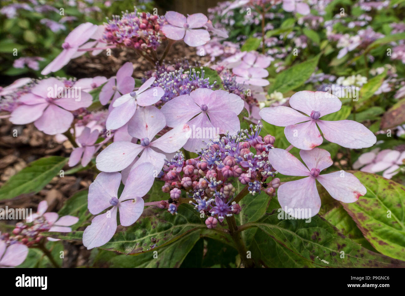 Lacecap hydrangea macrophylla Mariessi Perfecta, normally blue, but here in pink due to soil alkalinity. Stock Photo