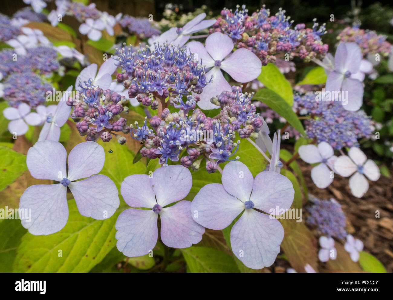 Lacecap hydrangea macrophylla Mariessi Perfecta, normally blue, but here in pink due to soil alkalinity. Stock Photo