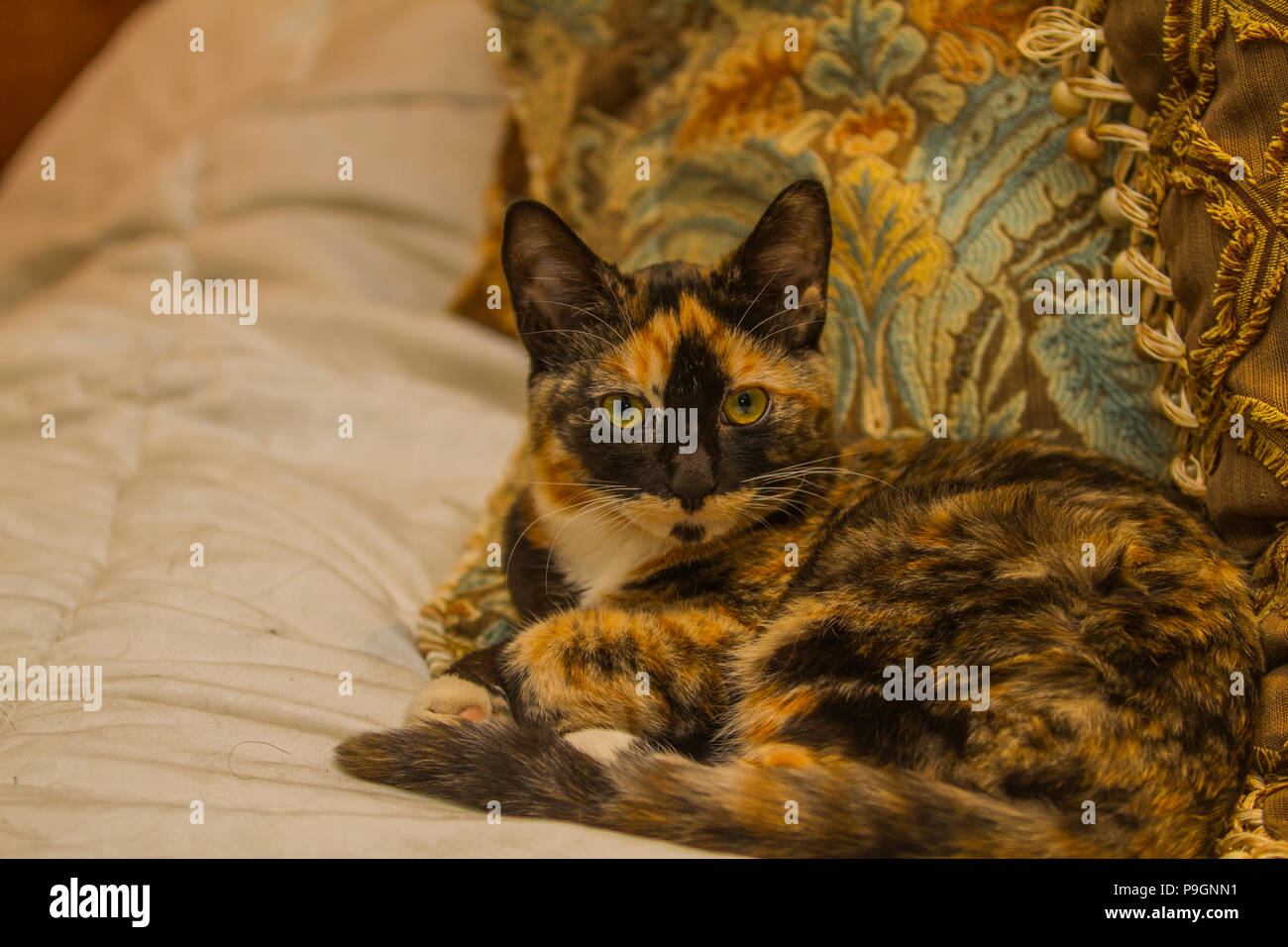 Pretty Calico kitten, laying on bed, looking directly at camera. Stock Photo