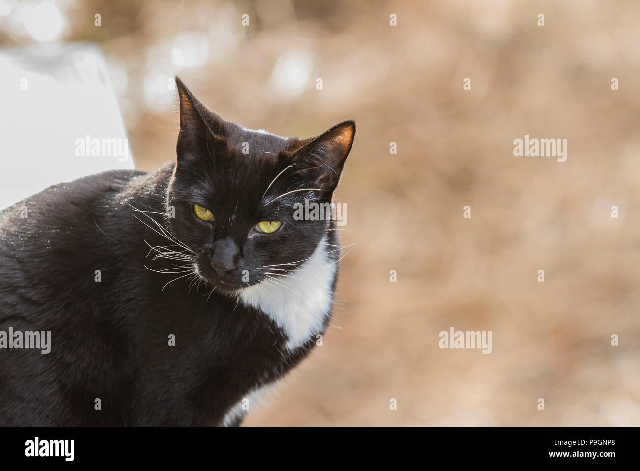 Black and White Cat outside in nature Stock Photo - Alamy