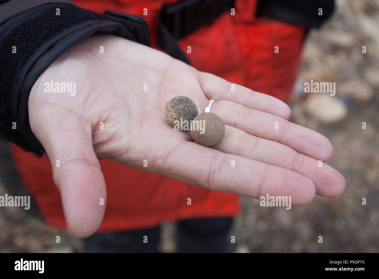 Holding stone spheres on Champ Island, Franz Josef Land Stock Photo