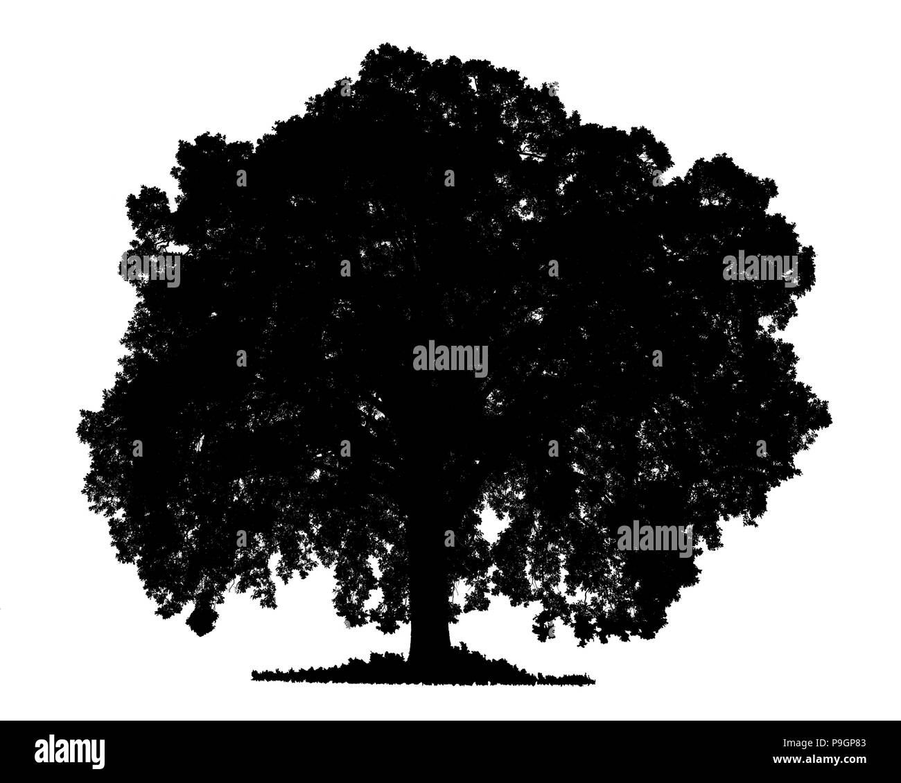Black on white background silhouette of a large tree (bur oak, Quercus macrocarpa) Stock Photo